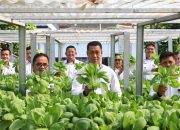 Dukung Program Ketahanan Pangan, Lapas Kelas IIA Pematang Siantar Panen Raya Sayur Hydroponik Karya Warga Binaan