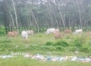 Poldasu Diminta Untuk Mengawasi dan Berikan Efek Jera Bagi Pelaku yang Merugikan Negara