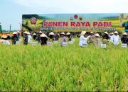 Bupati Simalungun dan Wakil Bupati Ikuti Giat Panen Raya Padi Sawah Kodam I/BB