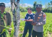 Hasil Panen Hilang, Warga Desa Sibuntuon Jangan Diam, Segera Lapor!