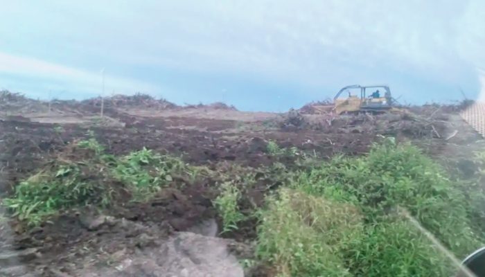 DEMBAN Laporkan Dugaan Pelanggaran Izin Konversi Teh Menjadi Kelapa Sawit oleh PTPN IV PalmCo di Sidamanik